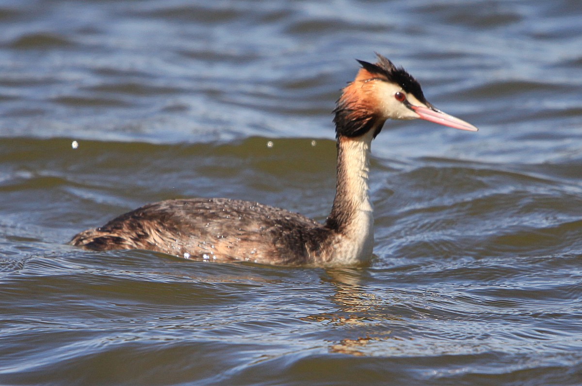 Great Crested Grebe - ML645315200