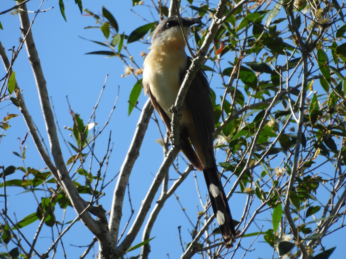 Галапагосская пиайя - ML645315235
