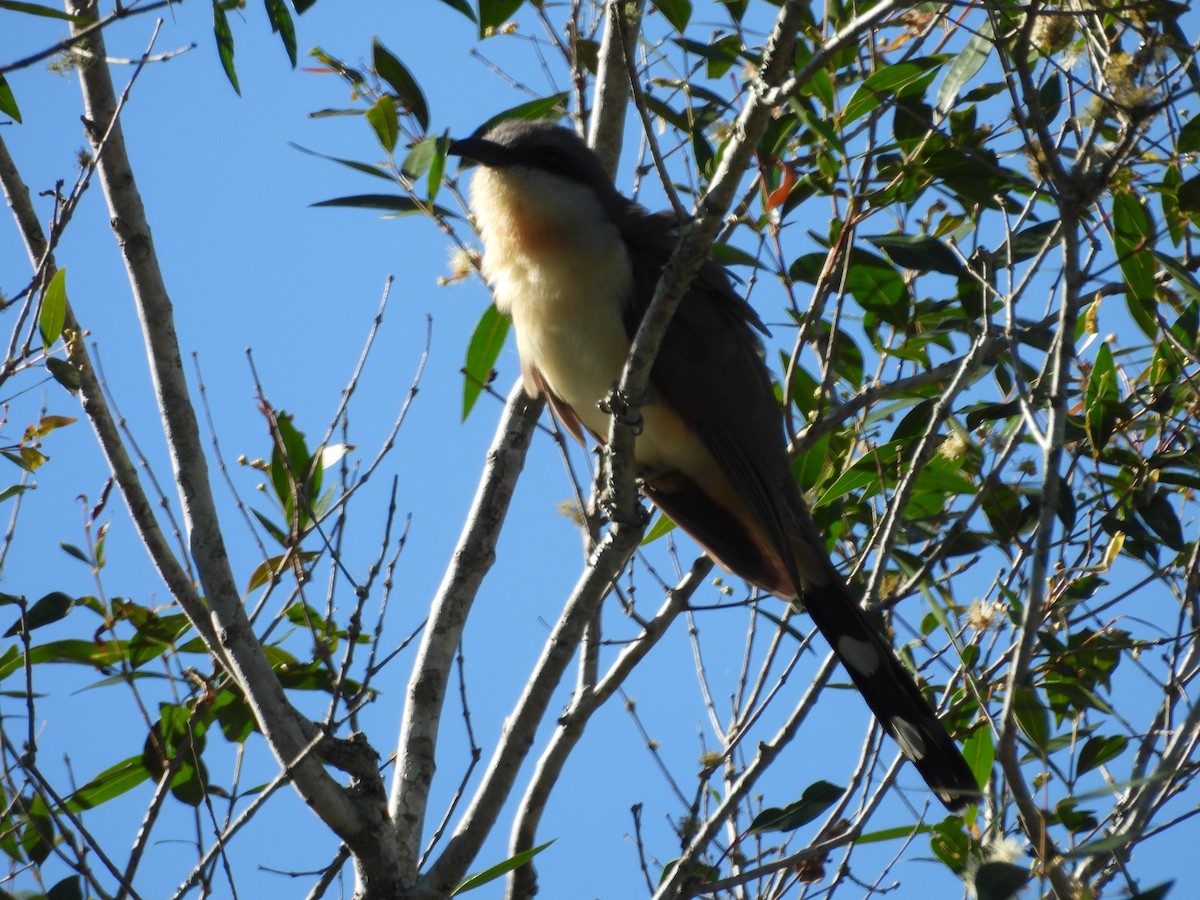 Галапагосская пиайя - ML645315236