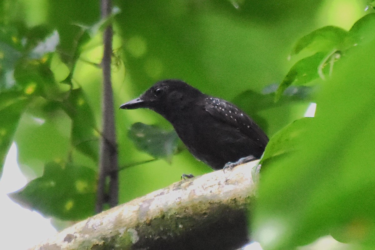 Black-hooded Antshrike - ML645315237