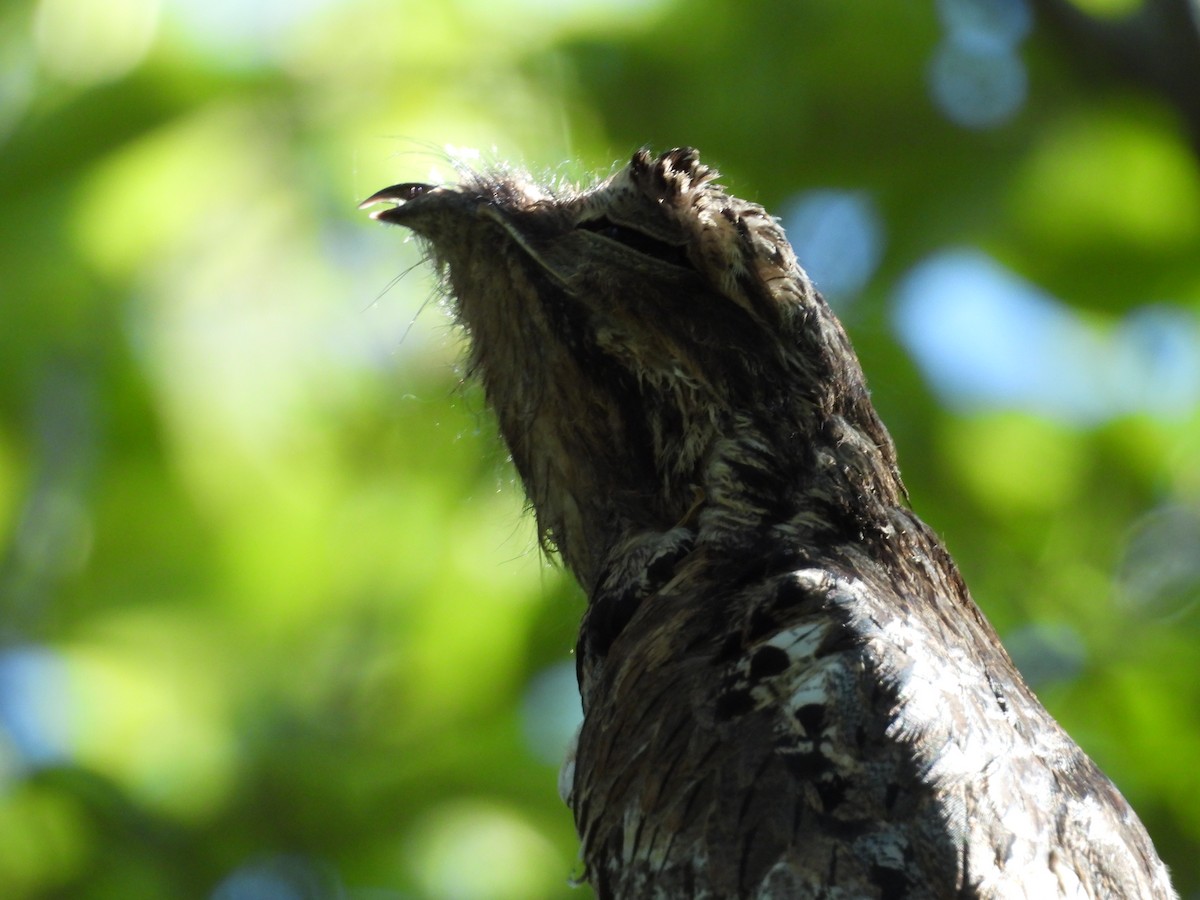 Common Potoo - ML645315239