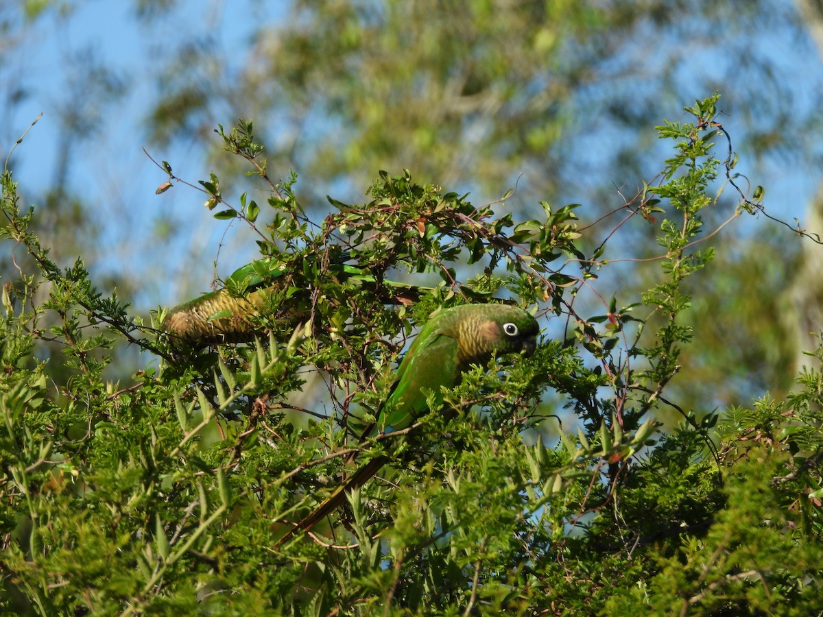 Maroon-bellied Parakeet - ML645315260