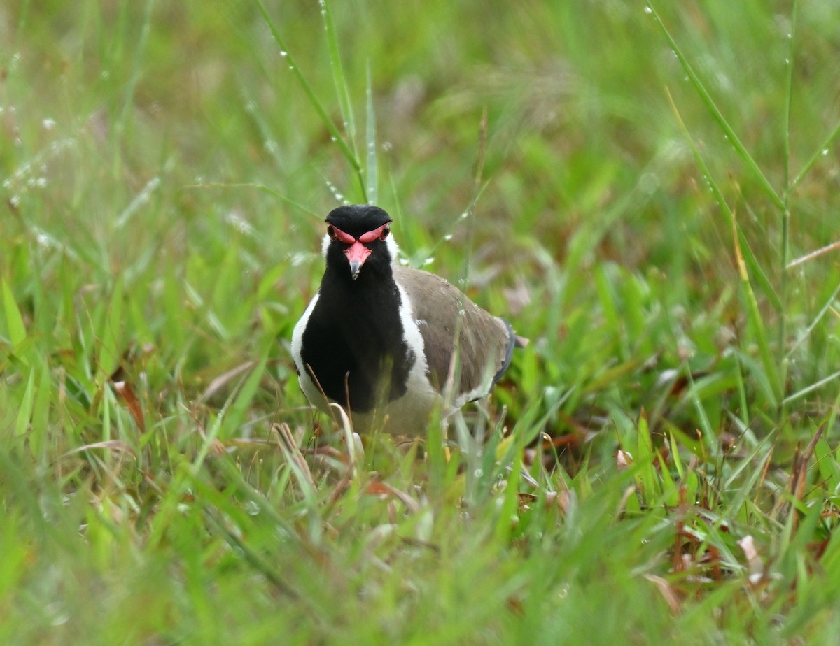 Red-wattled Lapwing - ML645315271