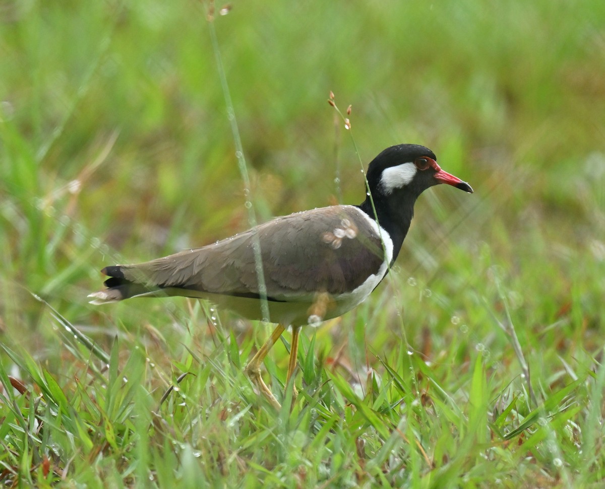 Red-wattled Lapwing - ML645315272