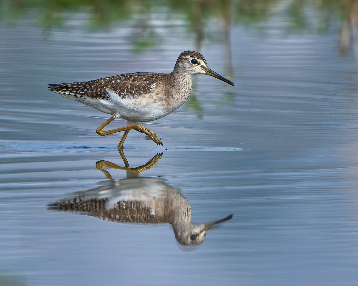 タカブシギ - ML645315274
