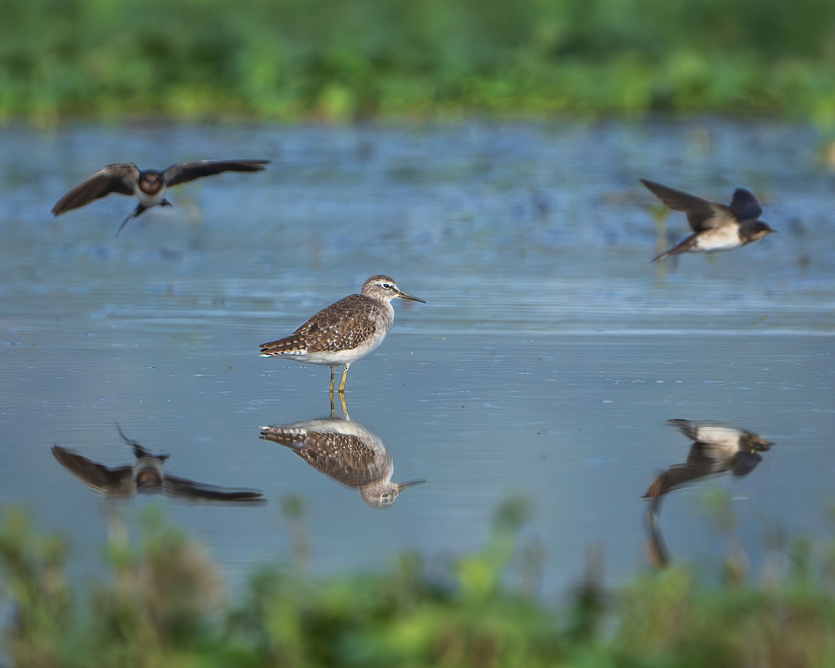 タカブシギ - ML645315275
