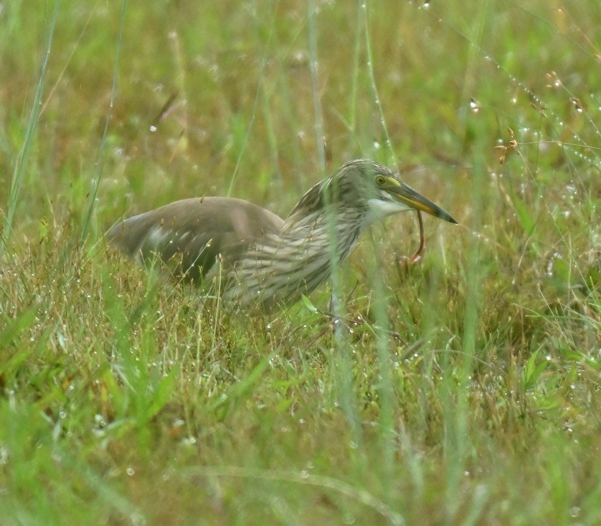 pond-heron sp. - ML645315276