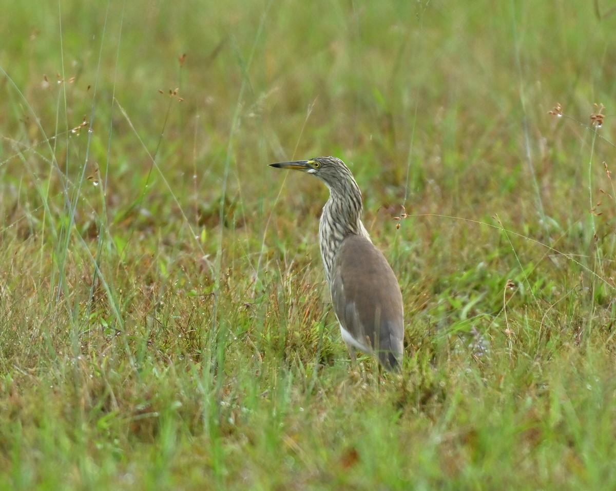 pond-heron sp. - ML645315277