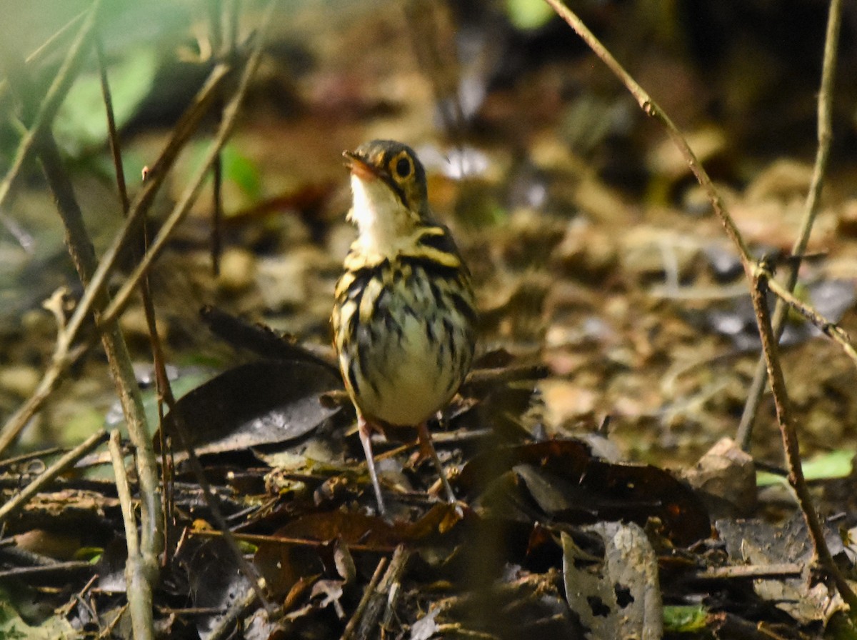 Streak-chested Antpitta - ML645315284