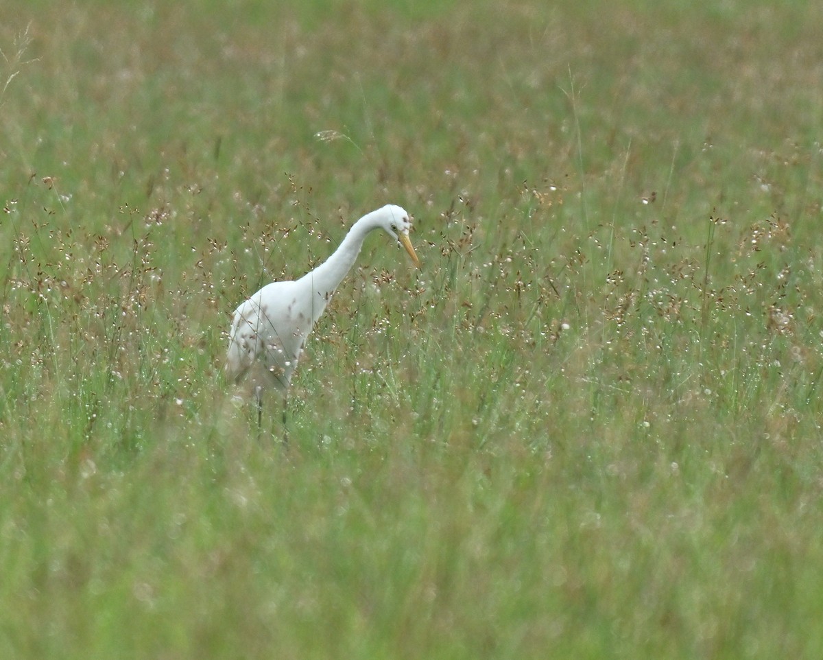 Great Egret - ML645315285