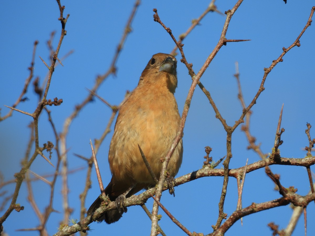Glaucous-blue Grosbeak - ML645315292