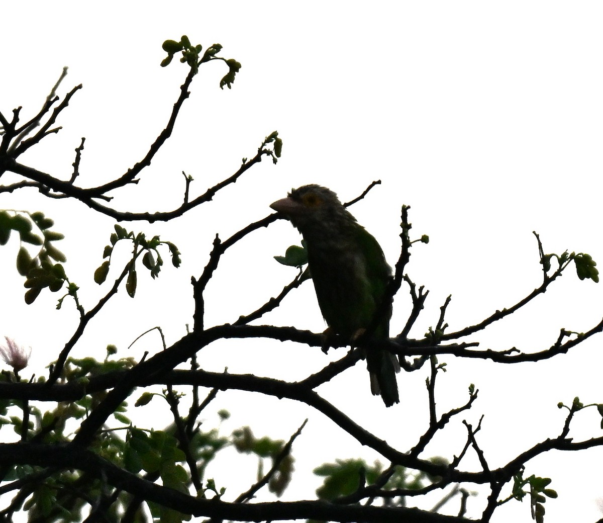 Lineated Barbet - ML645315293
