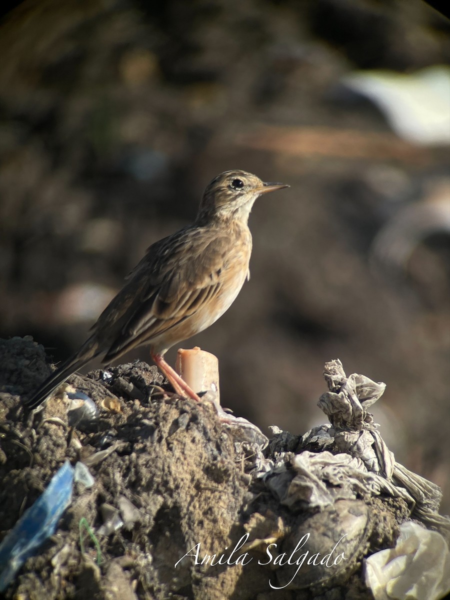 Paddyfield Pipit - ML645315297