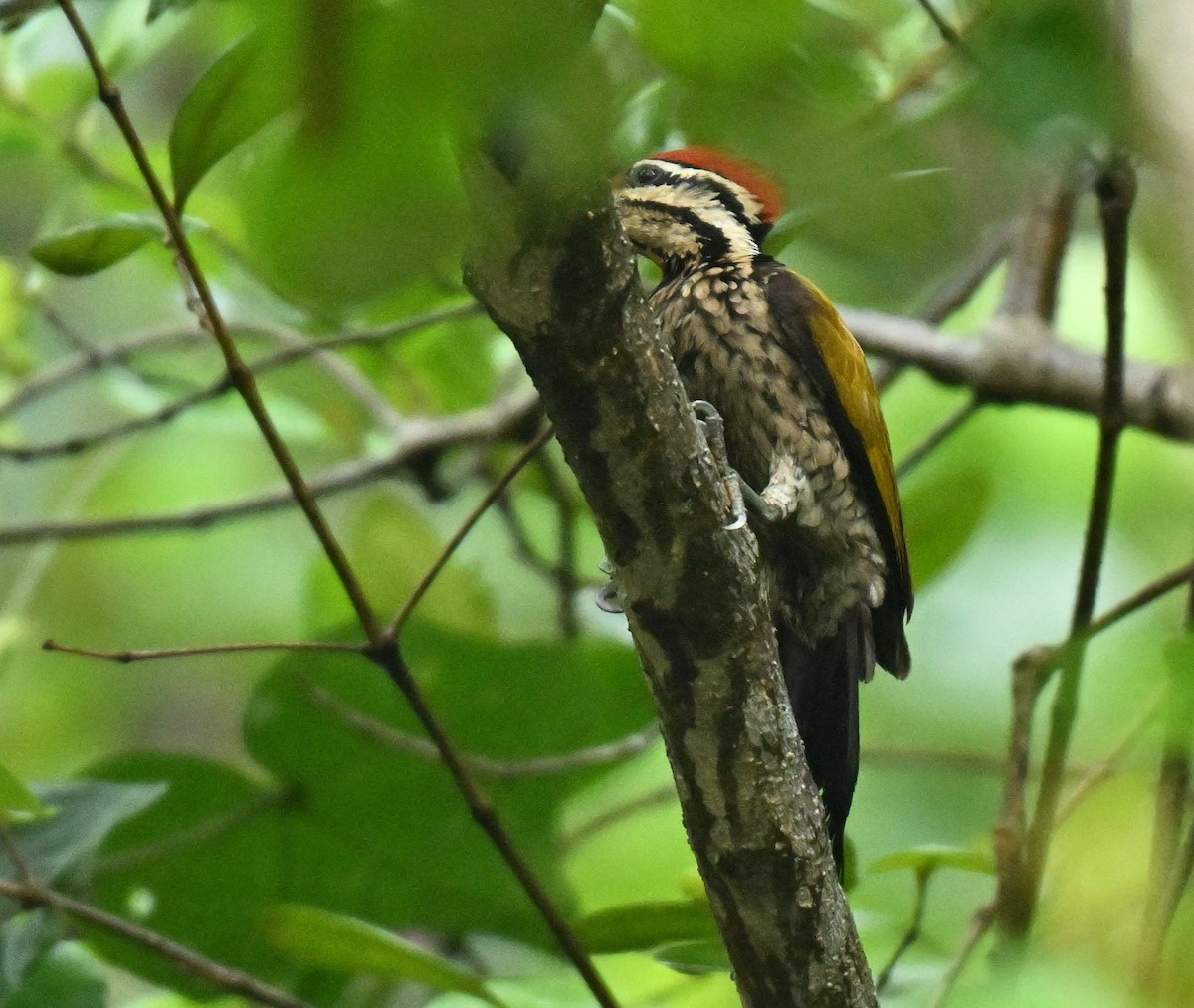 Common Flameback - ML645315299