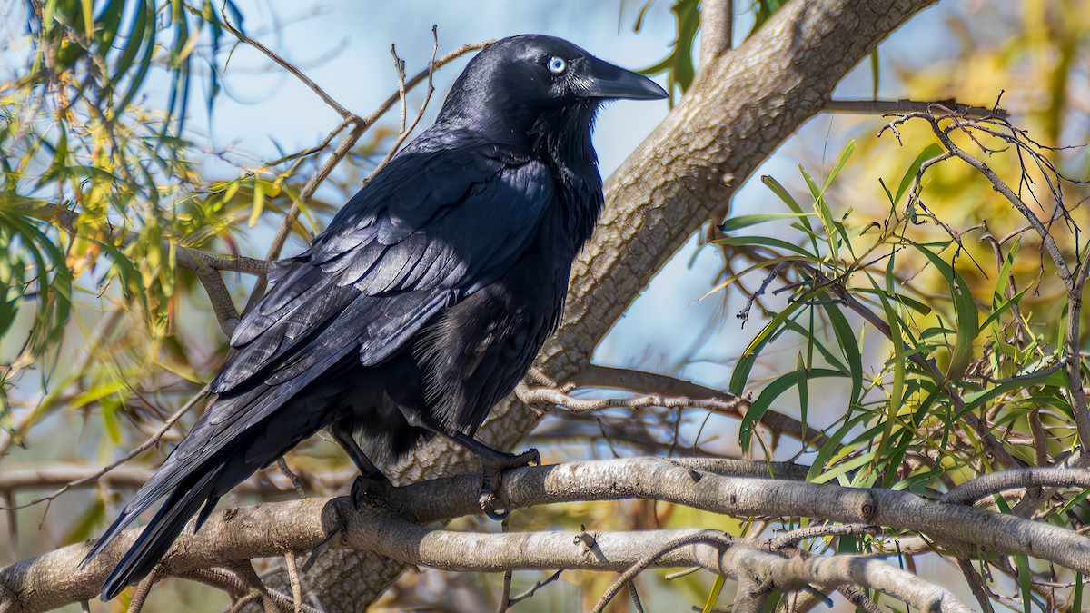 Little Raven - ML645315301