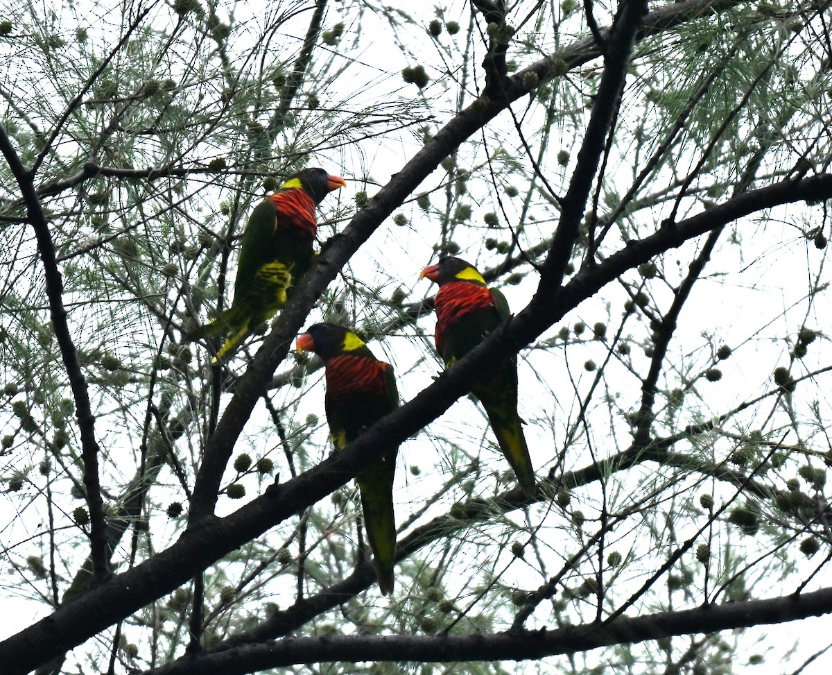 Coconut Lorikeet - ML645315303