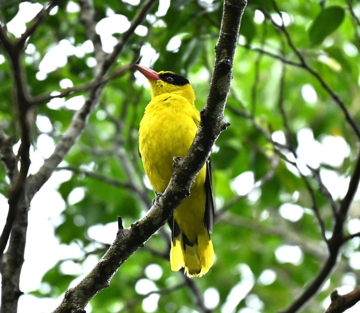 Black-naped Oriole - ML645315308