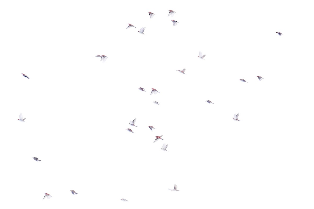 Горобець рудий - ML645315314