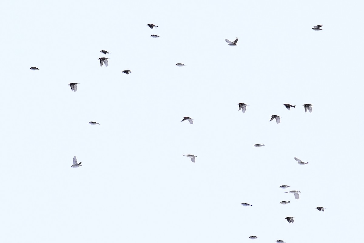 Горобець рудий - ML645315315