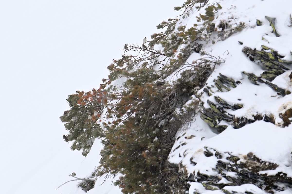 Горобець рудий - ML645315318