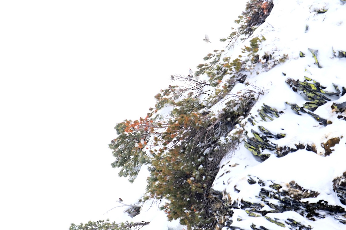 Горобець рудий - ML645315319