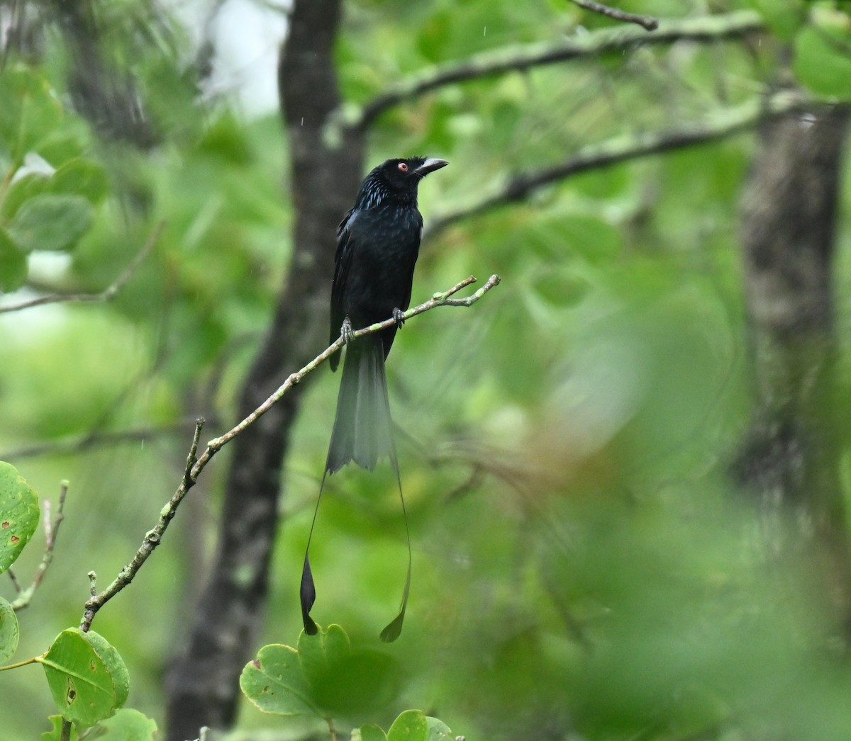 Greater Racket-tailed Drongo - ML645315324