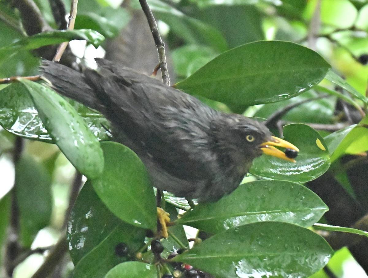 Javan Myna - ML645315330