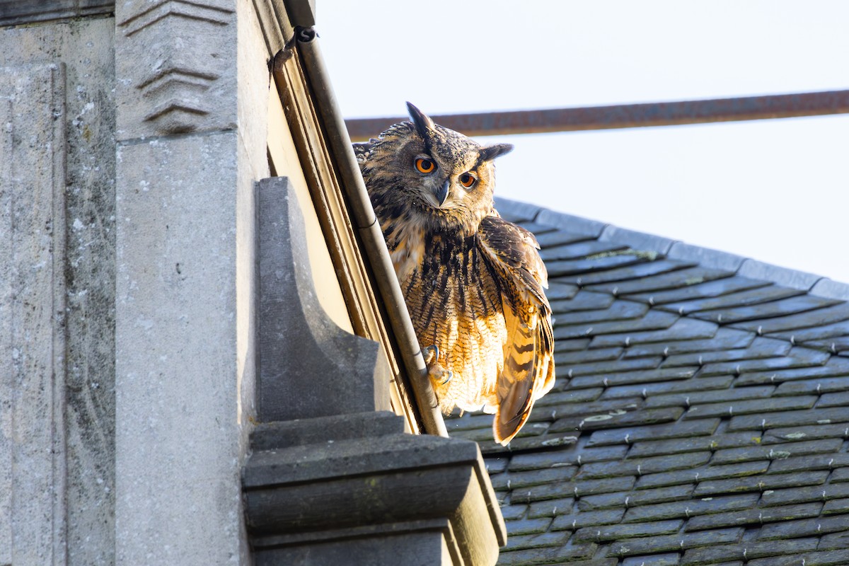 Eurasian Eagle-Owl - ML645315356