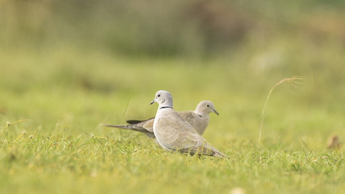 Eurasian Collared-Dove - ML645315358