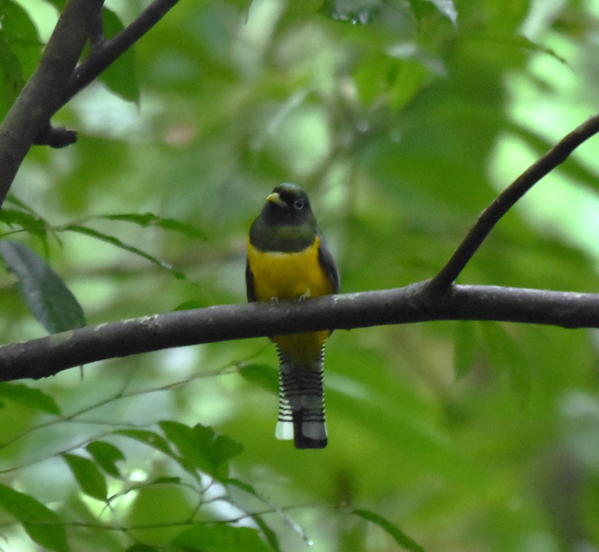 Graceful Black-throated Trogon - ML645315365