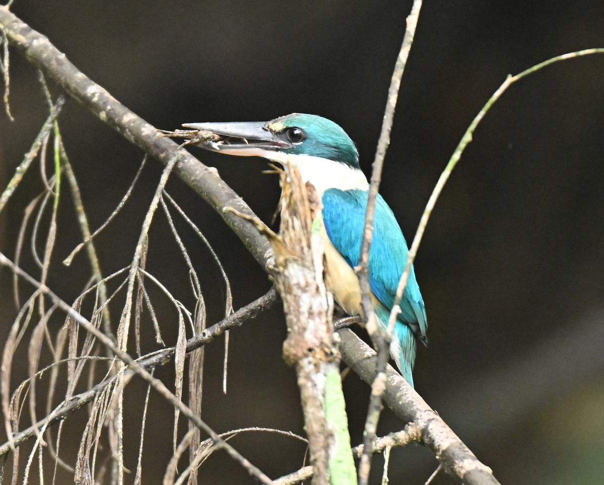 Collared Kingfisher - ML645315367
