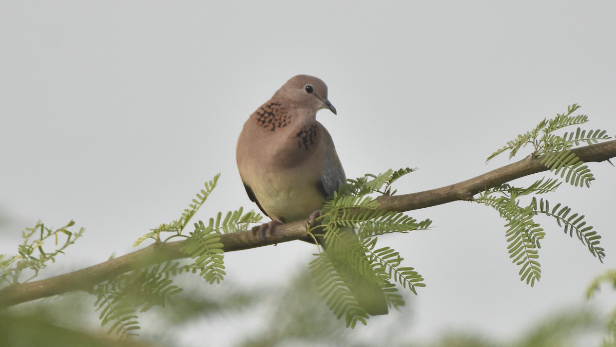 Laughing Dove - ML645315369