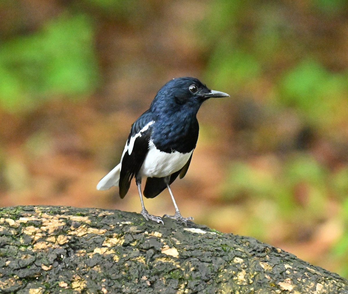 Oriental Magpie-Robin - ML645315372