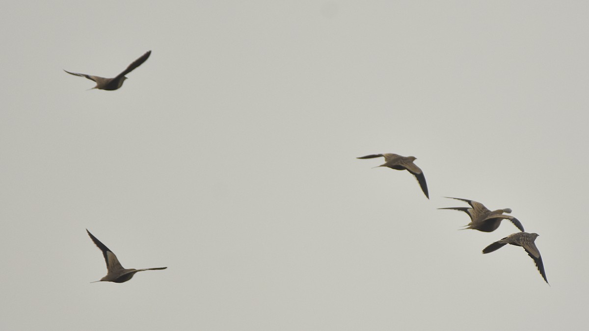 Chestnut-bellied Sandgrouse - ML645315382