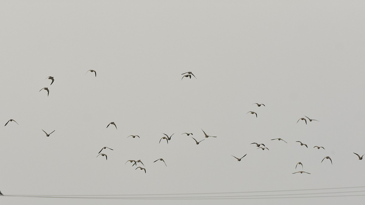 Chestnut-bellied Sandgrouse - ML645315383