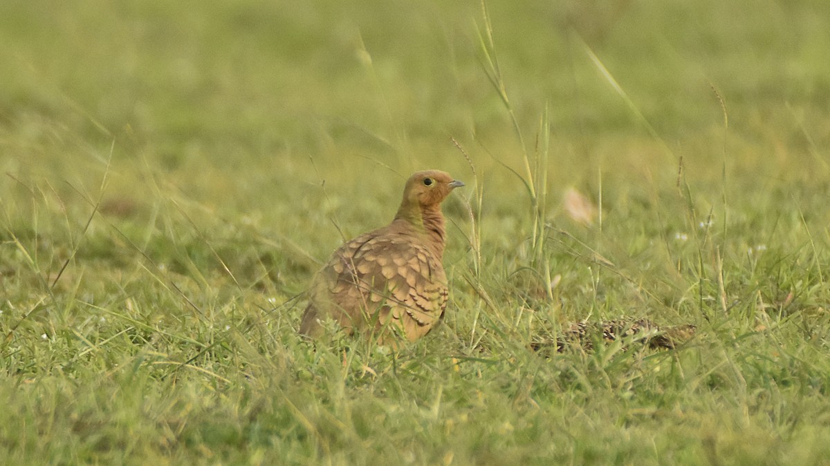 Chestnut-bellied Sandgrouse - ML645315386