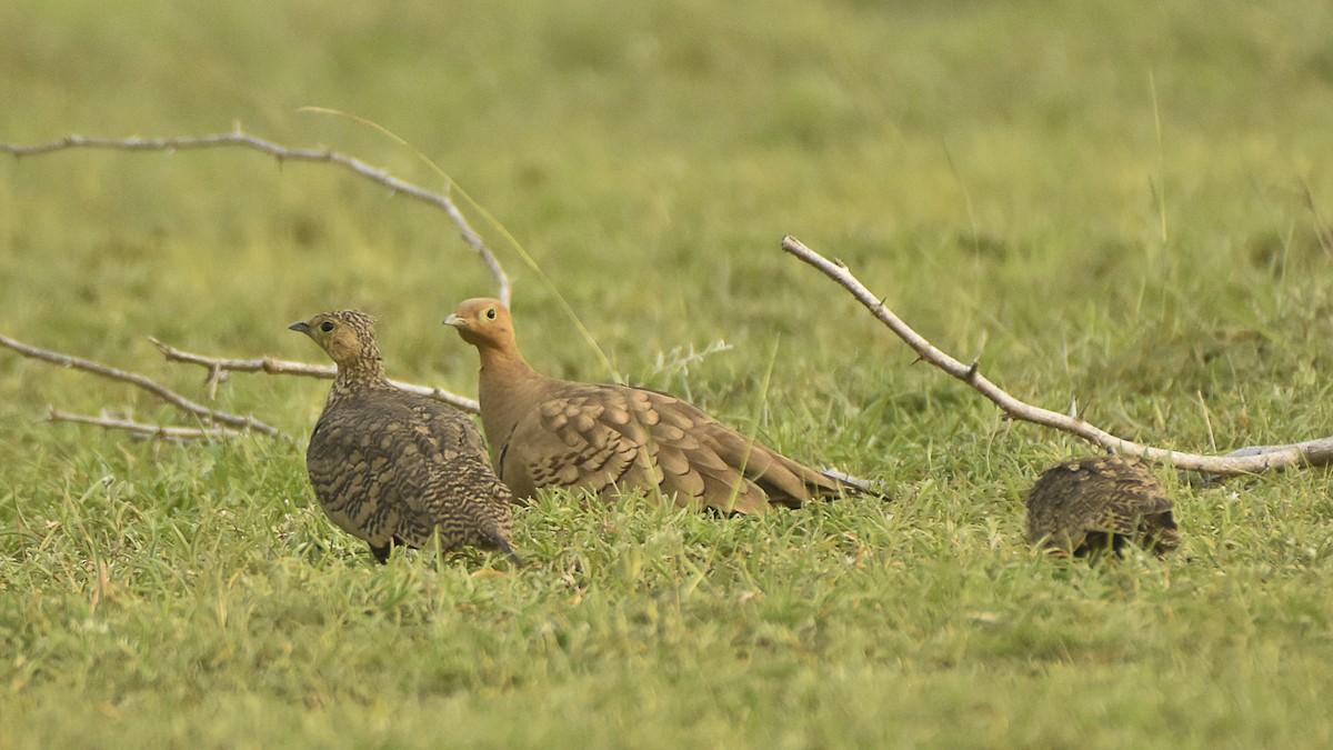 Chestnut-bellied Sandgrouse - ML645315387
