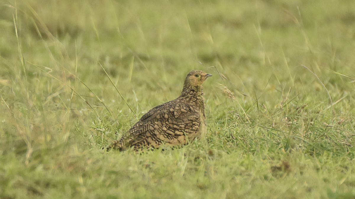 Chestnut-bellied Sandgrouse - ML645315388