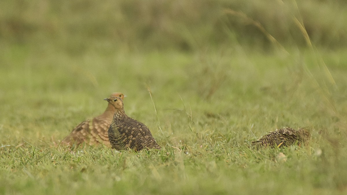 Chestnut-bellied Sandgrouse - ML645315389