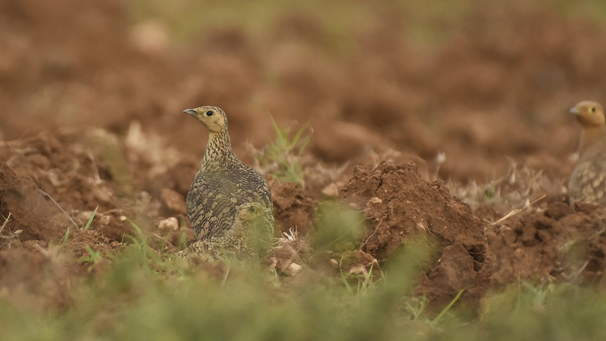 Chestnut-bellied Sandgrouse - ML645315390