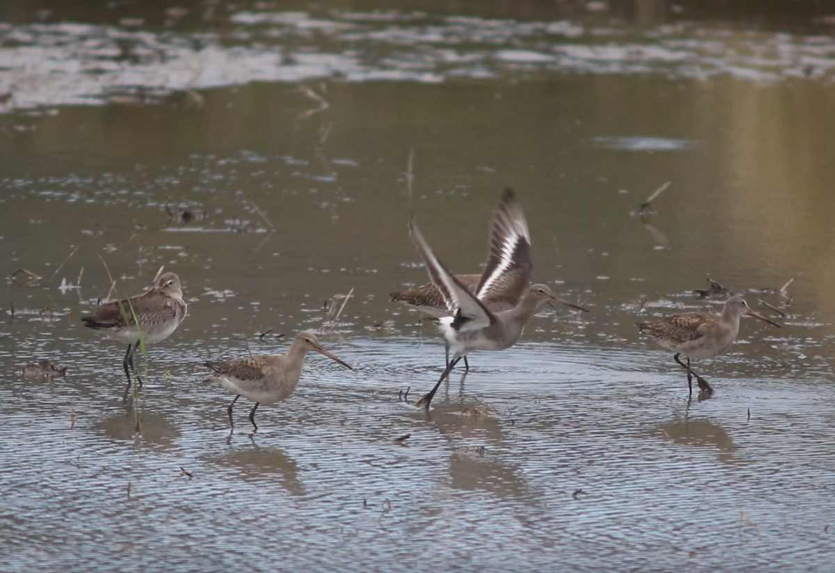Black-tailed Godwit - ML645315391