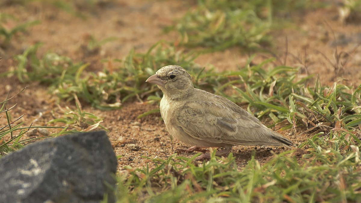 Ashy-crowned Sparrow-Lark - ML645315404
