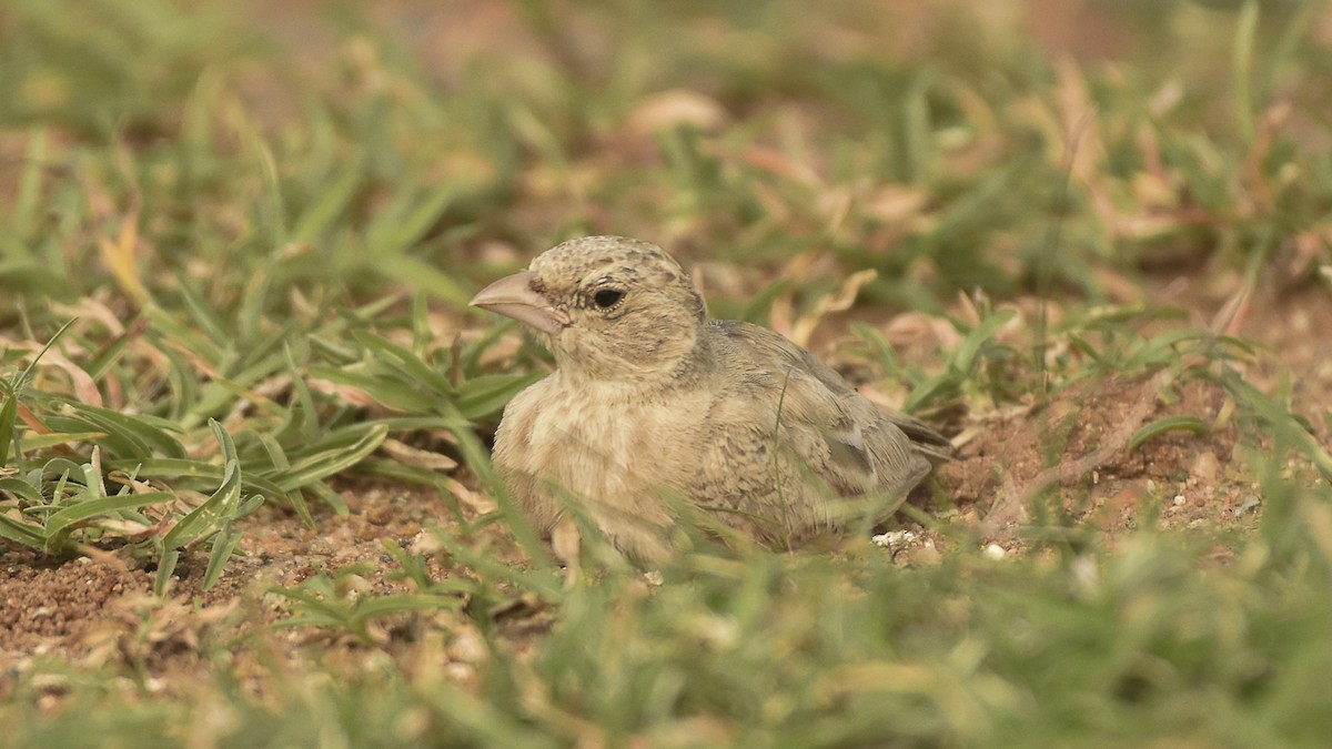 Ashy-crowned Sparrow-Lark - ML645315405