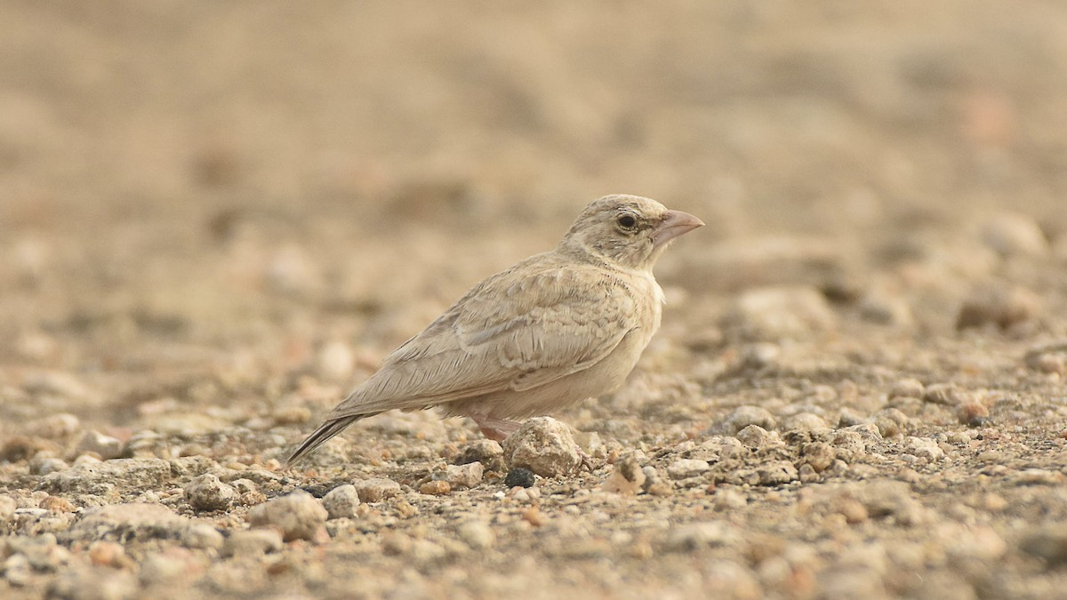 Ashy-crowned Sparrow-Lark - ML645315406