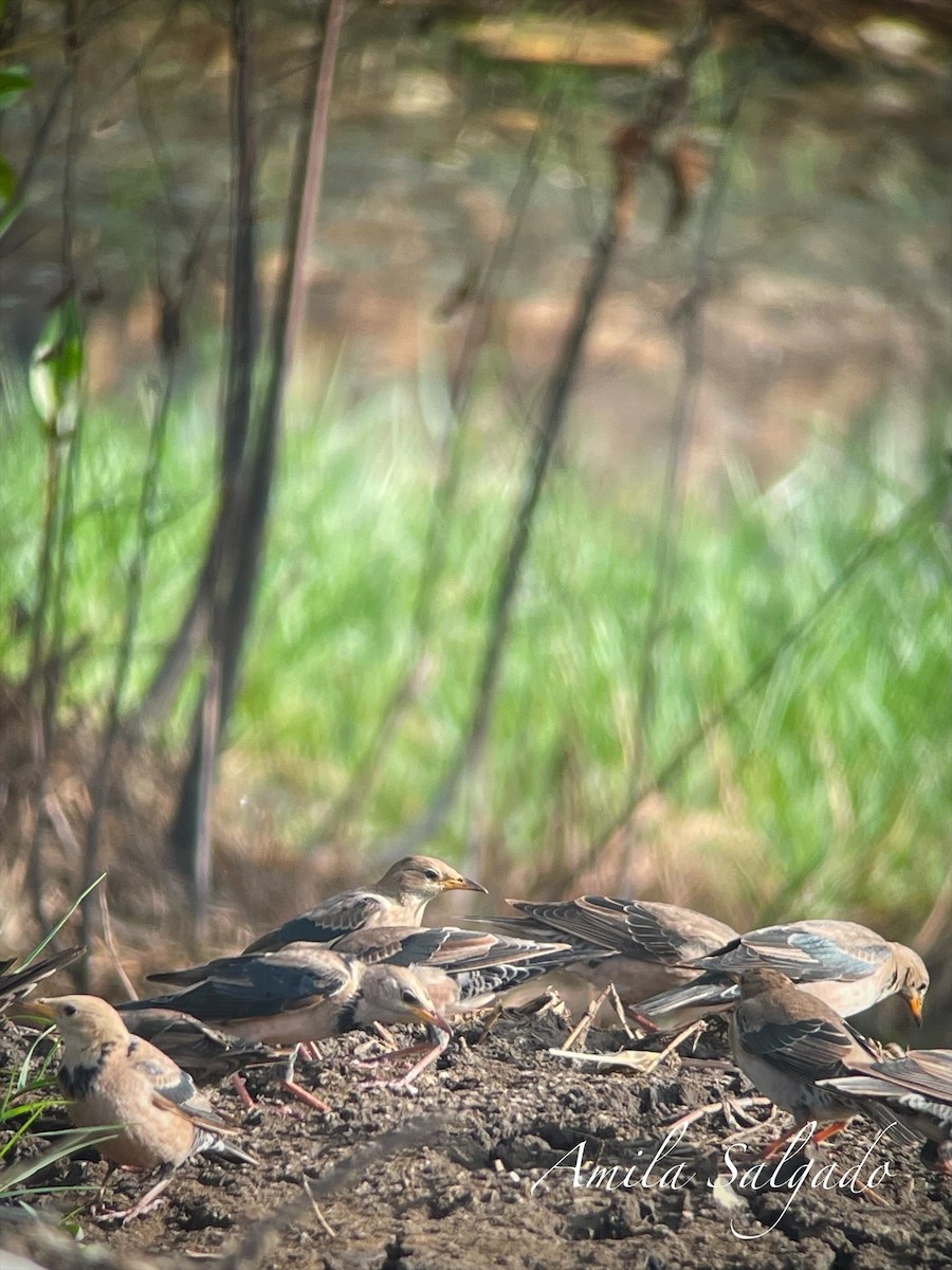 špaček růžový - ML645315410