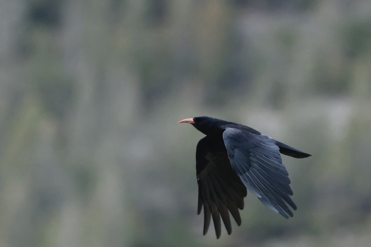 ベニハシガラス - ML645315411