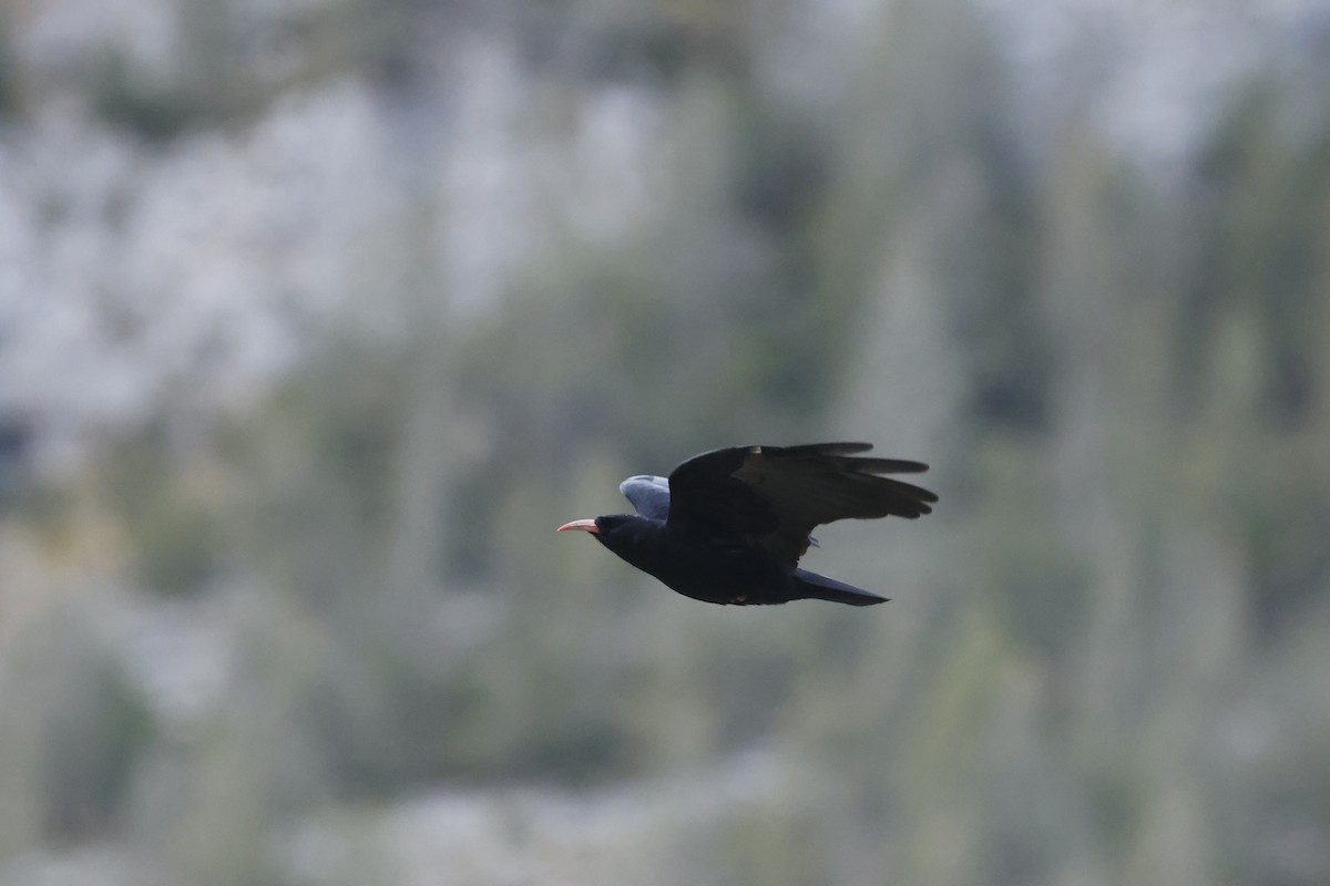 ベニハシガラス - ML645315412