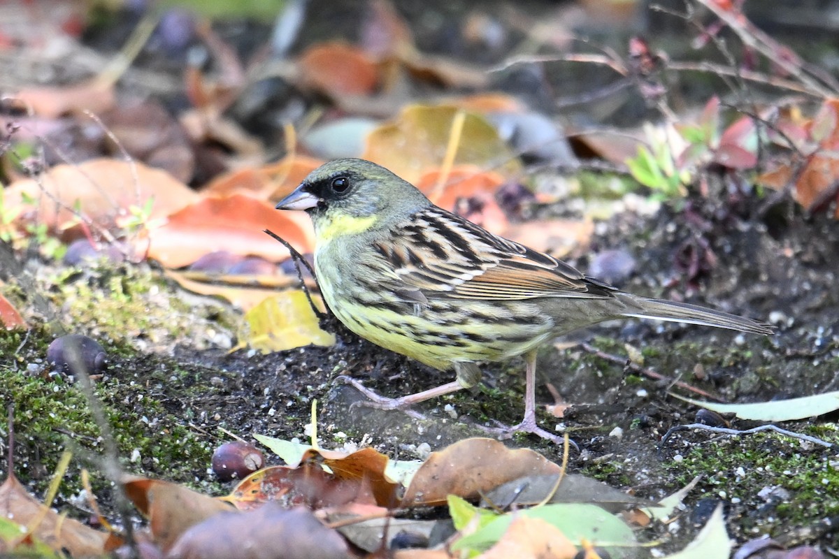 svartmaskespurv - ML645315477