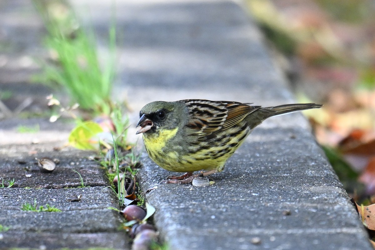 svartmaskespurv - ML645315480