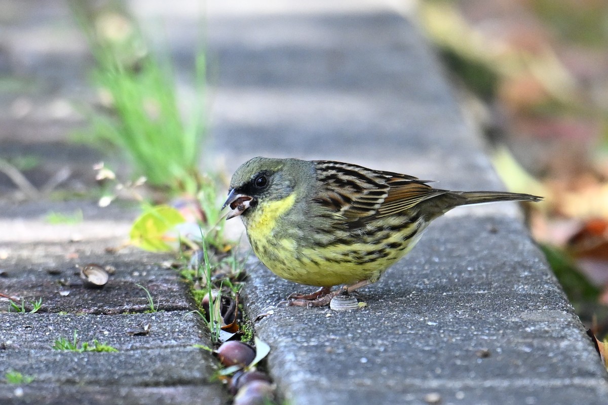 svartmaskespurv - ML645315482